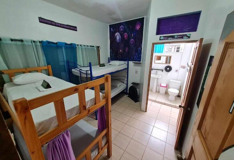 Кровать в Общей Комнате, Slow Monkey Hostel