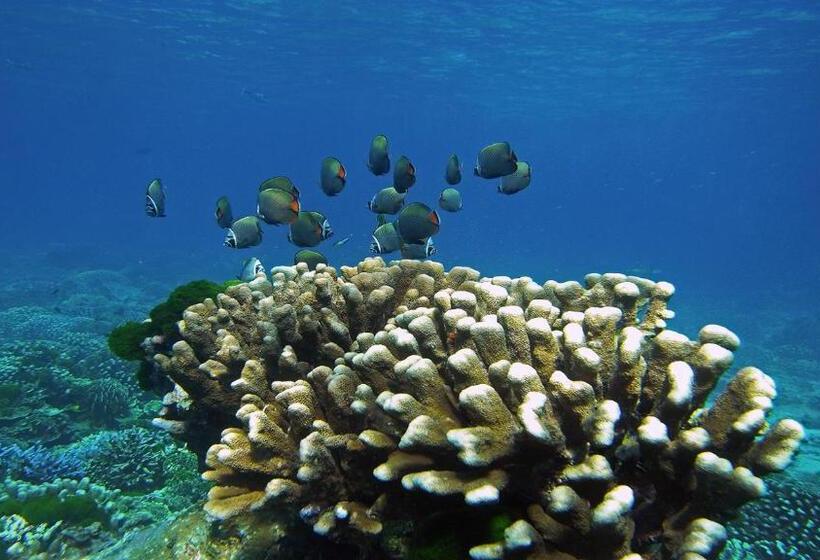 Standaardkamer met Kingsize Bed, Phuket Kana International Hotel普吉岛卡娜国际酒店