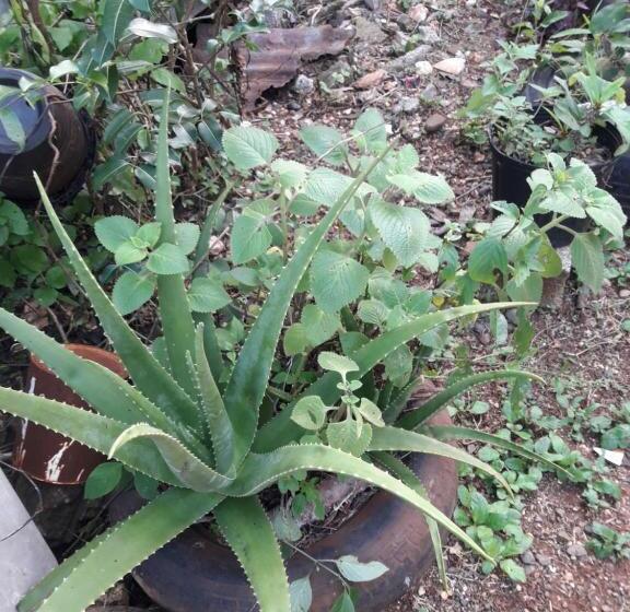 اتاق استاندارد با چشم‌انداز باغ, Crystal Guest House