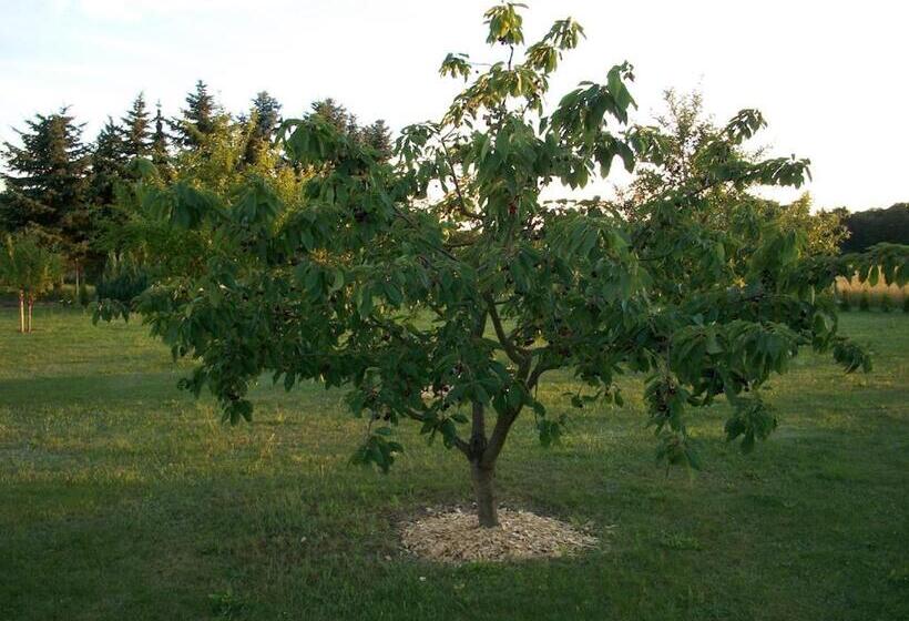 Номер Стандарт, Room In Apartment Haus Im Grunen House In The Green