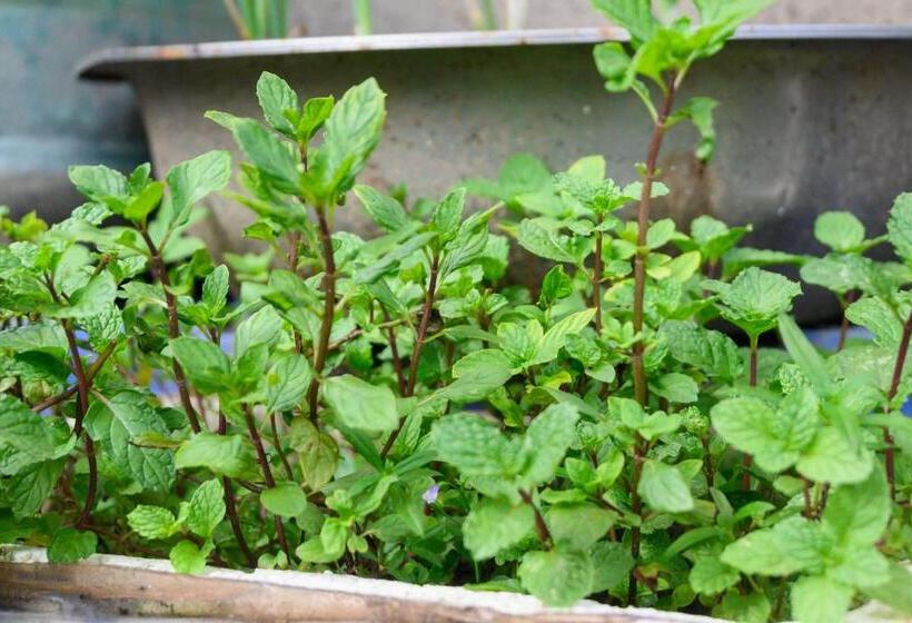 Deluxe room with river view, Bontai Resort, Don Khon