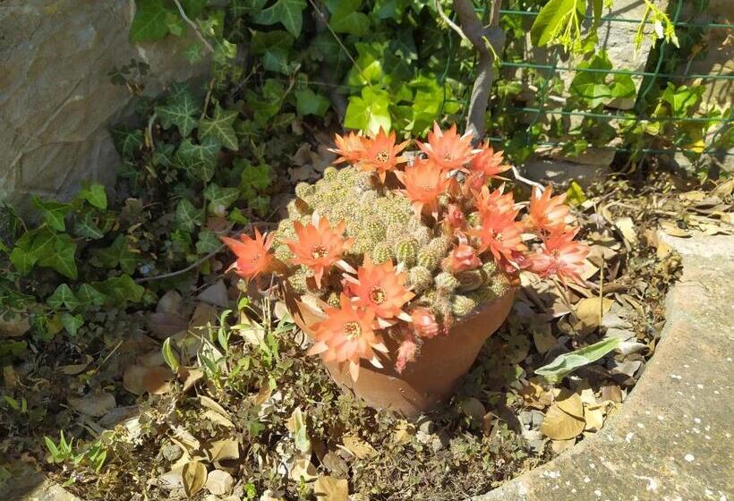 Superior studio with terrace, La Casaccia