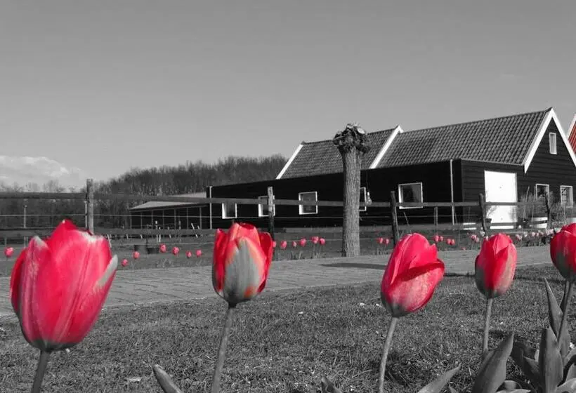 Standard-huone Terassi, De Tulp