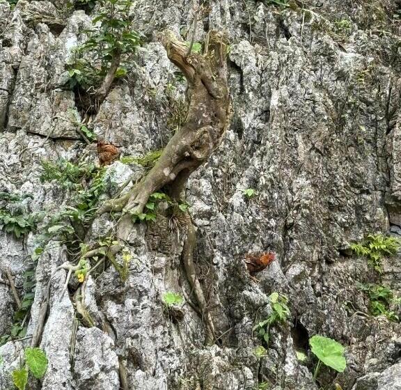 اتاق استاندارد با چشمانداز کوهستان, Strawberry House , Tour & Motorbikes Rentel