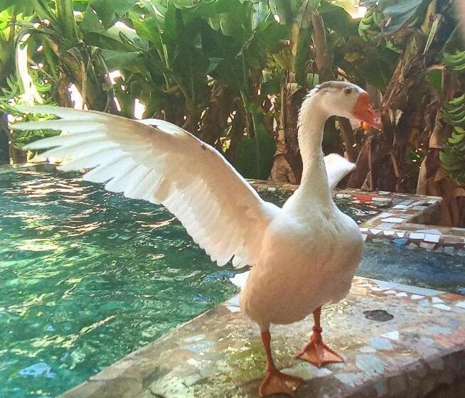 اتاق لوکس, 33 0asis Riad Resort