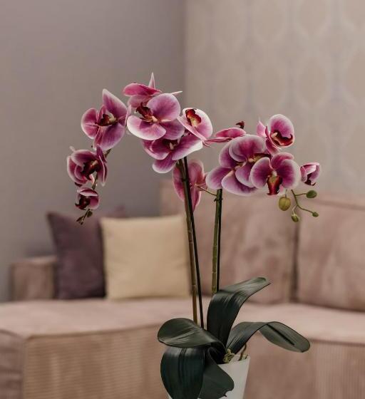 اتاق لوکس چهار تخته, Beli Dvor