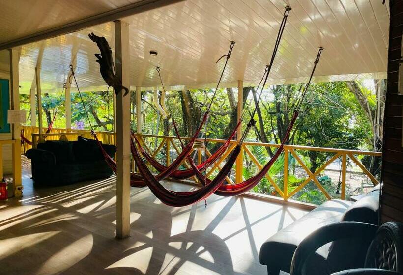 جناح جونيور, Aurora