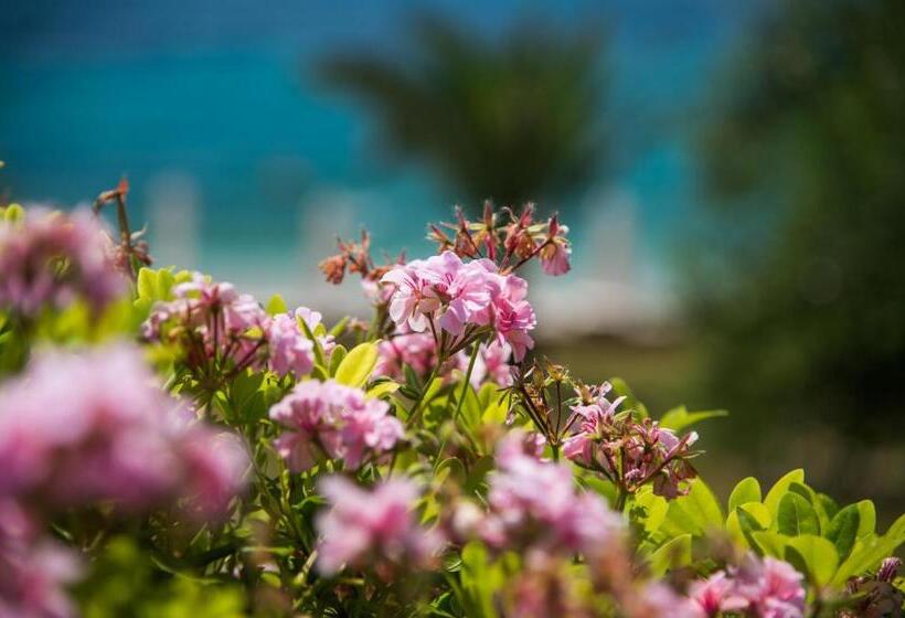 带1个卧室的公寓, Krouzeri Beach Apartments