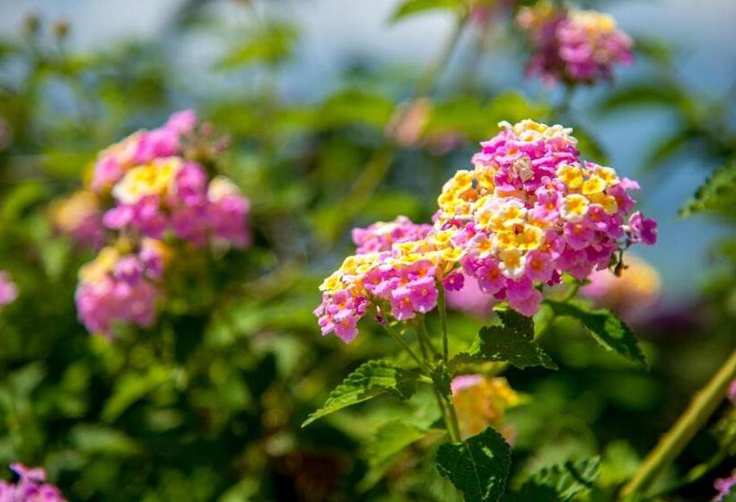 带1个卧室的公寓, Krouzeri Beach Apartments