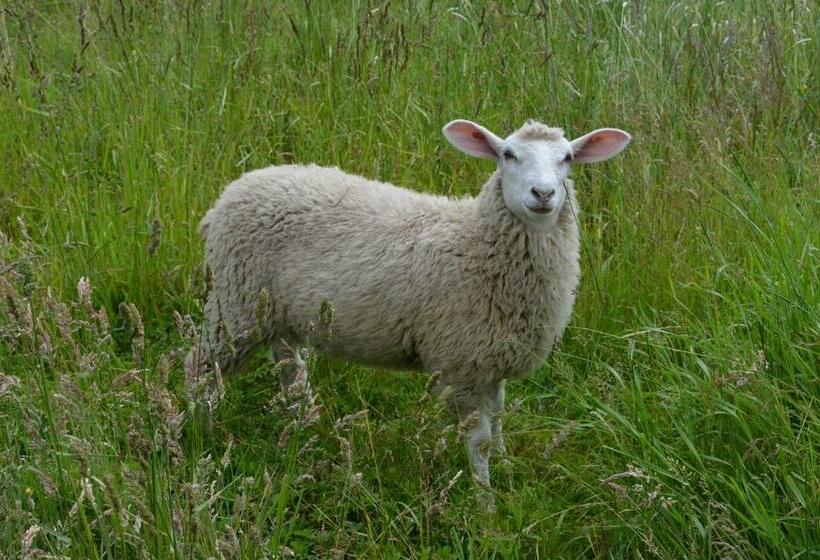 スタンダードシングルルーム, & Ferienunterkünfte Hus Seeblick