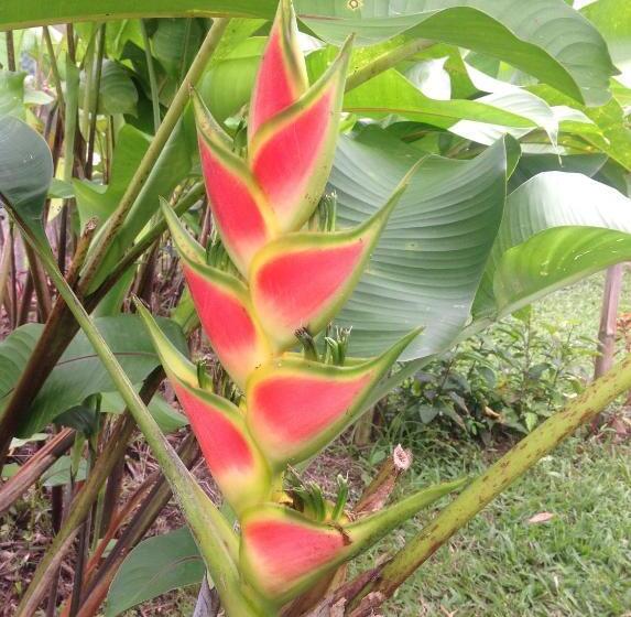 Standard Bungalow, Casa De Piedra