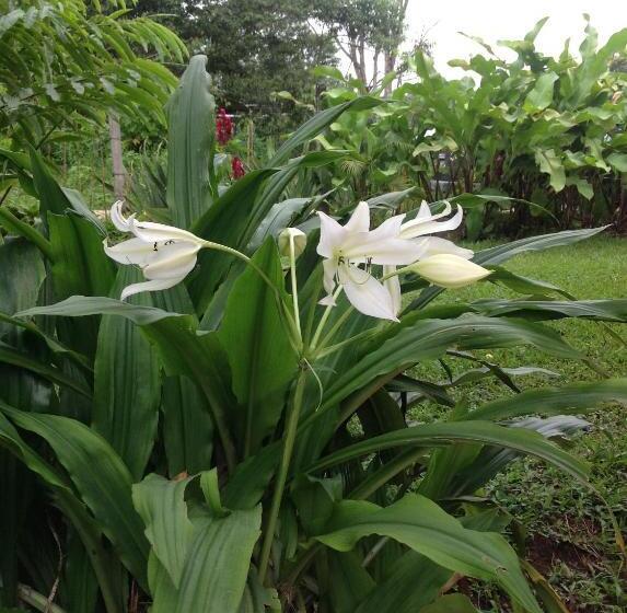 Standard Bungalow, Casa De Piedra