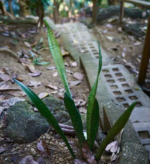 ویلای استاندارد با چشمانداز باغ, Luz En El Cielo Eco B&b/hostel