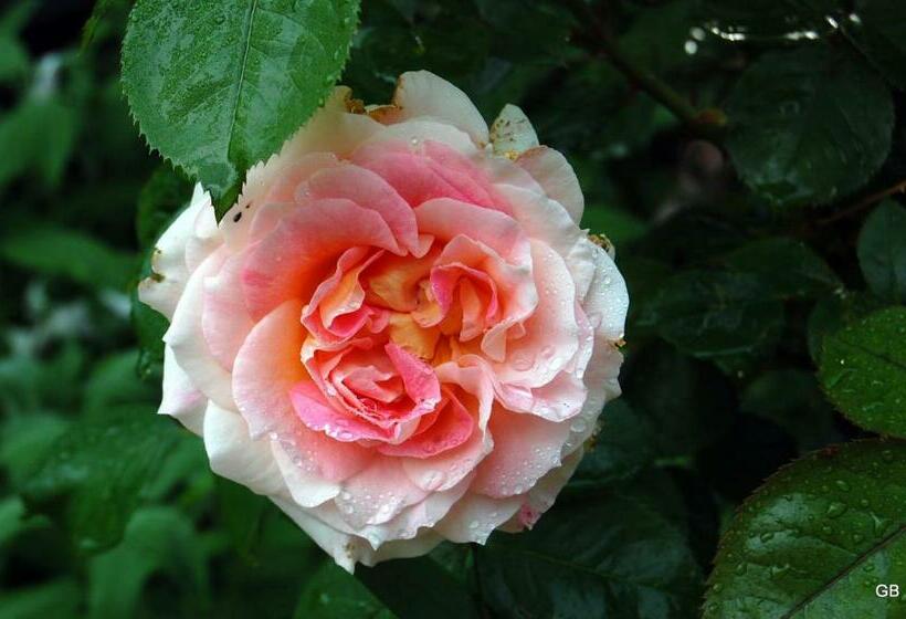 Pokój Superior, Le Mas Des Clots