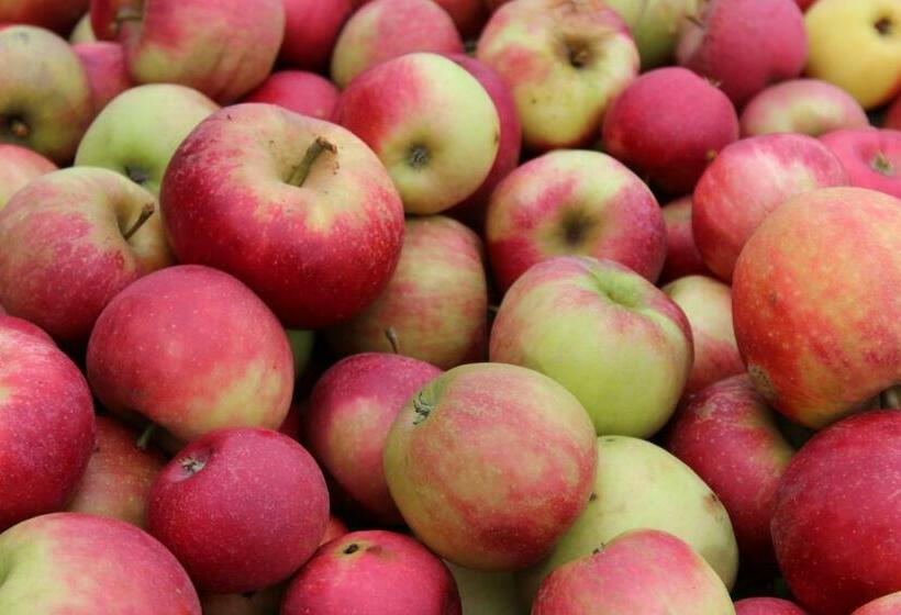 スタンダードルーム, Landhotel Schellenberg