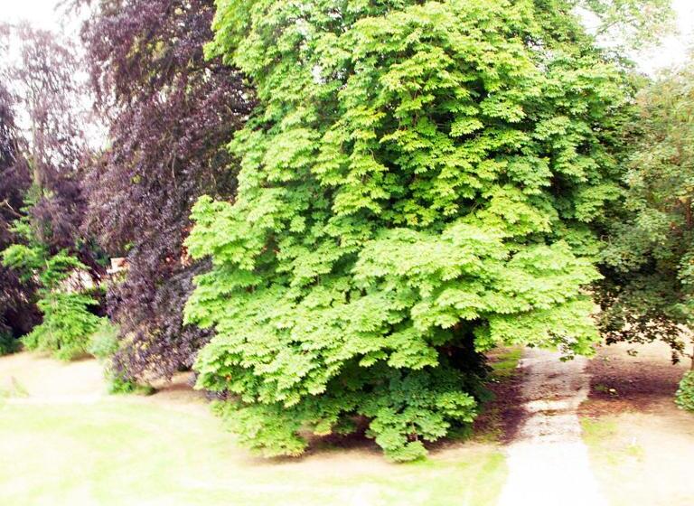 חדר דחוקס עם מיטת קינג, Chateau Morreau