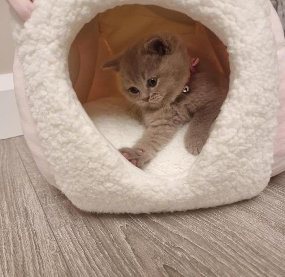 デラックスルーム, 53 Luxury Rooms