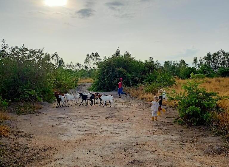 マウンテンビュースタンダードルーム, Mark S Farm & Ecolodge