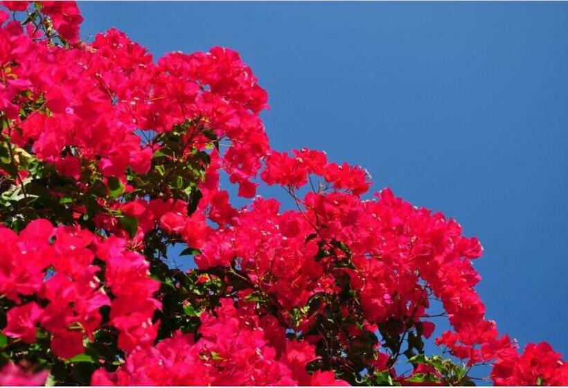 חדר סטנדרט נוף לים עם מרפסת, Kefalonia Beach Hotel & Bungalows