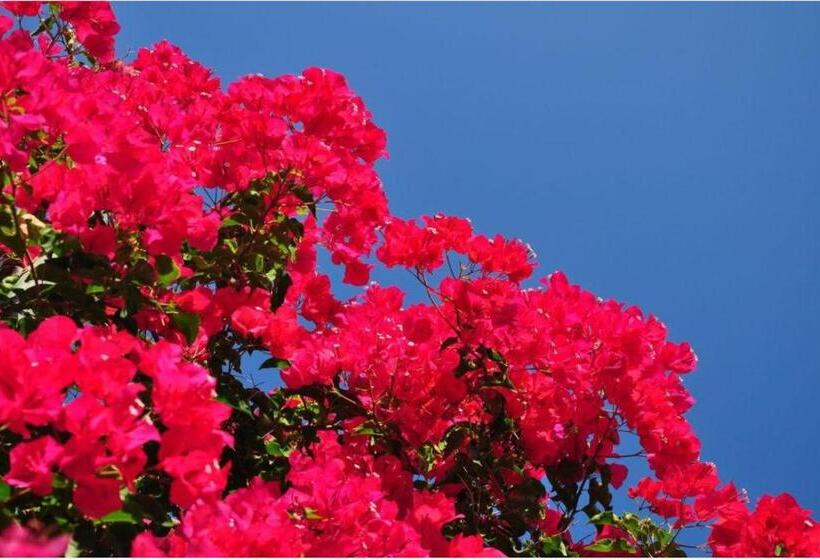 חדר משפחתי נוף לים, Kefalonia Beach Hotel & Bungalows