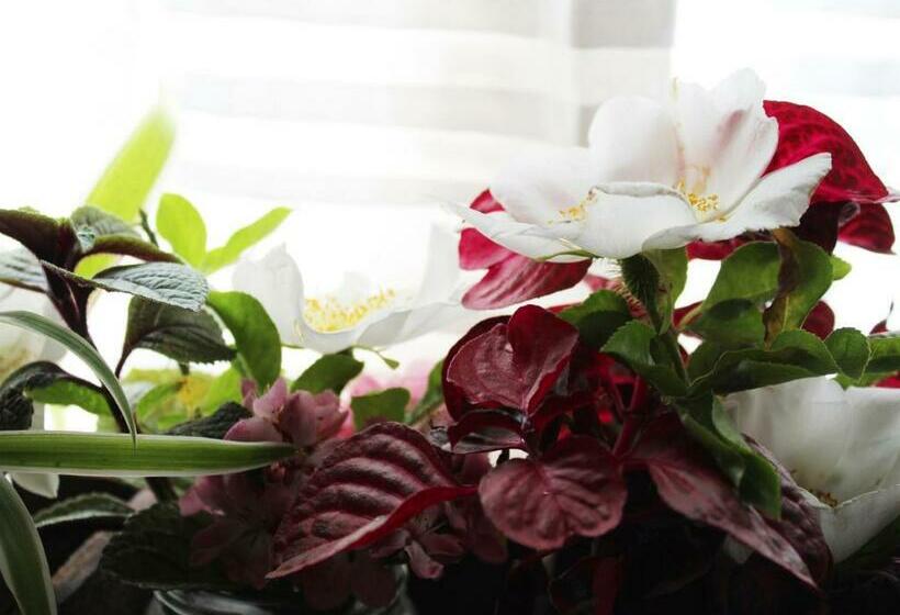 חדר סטנדרט, Moolmanshof