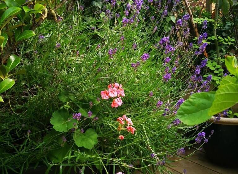 コンフォートルーム, La Ducale B&b