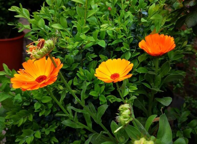 コンフォートルーム, La Ducale B&b