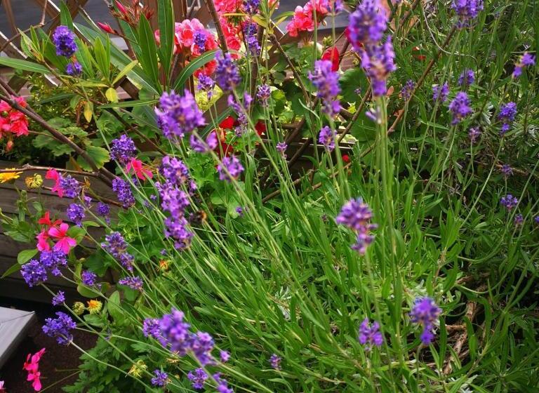 コンフォートルーム, La Ducale B&b