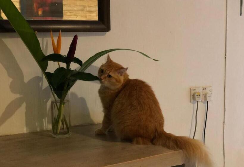 标准间, Pondok Keladi Langkawi Guesthouse