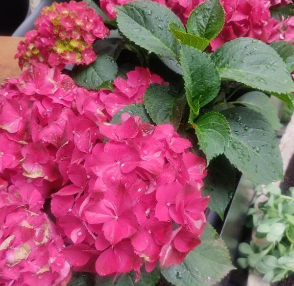 اتاق استاندارد, Mini Hotel Bohemi