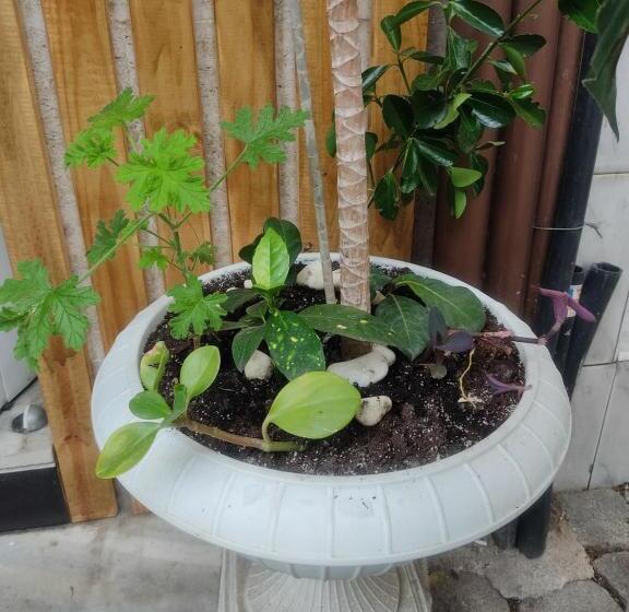 اتاق استاندارد, Mini Hotel Bohemi