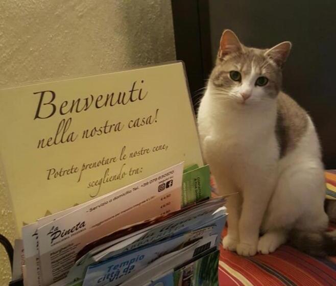 חדר סטנדרט, B&b Meladormo