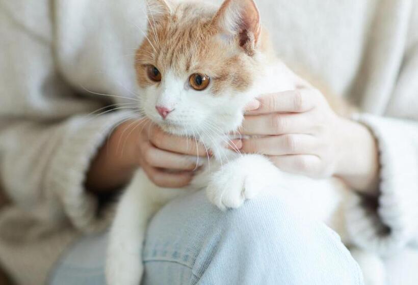 غرفة قياسية, Hive Hotel, Moruya