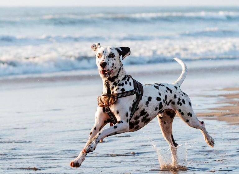 اتاق استاندارد, Hive Hotel, Moruya