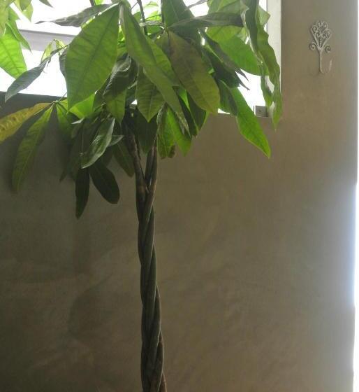 جناح ديلوكس, Casas Do Contrabando