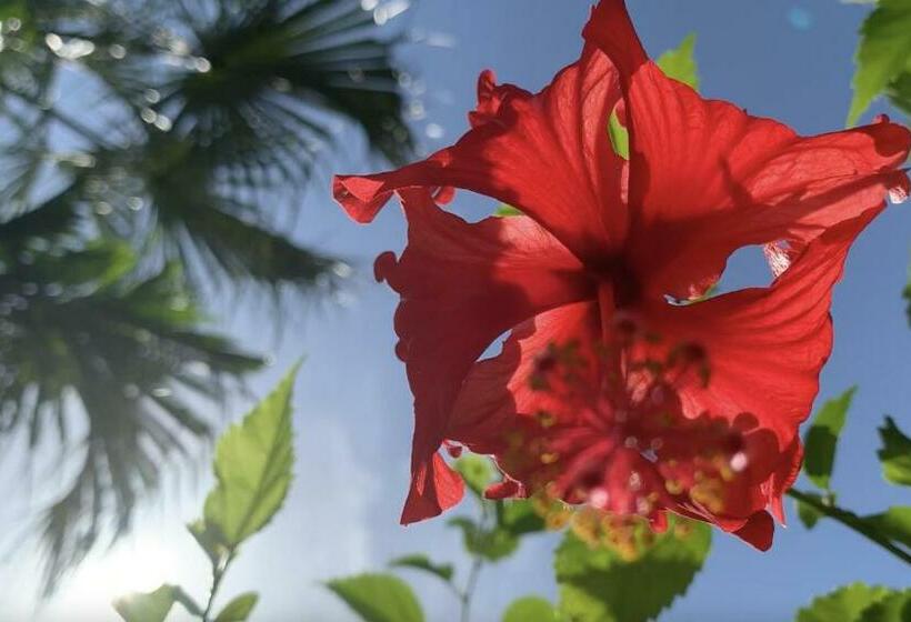 חדר סטנדרט לשלושה, Gardenhotel Macan Ché B&b