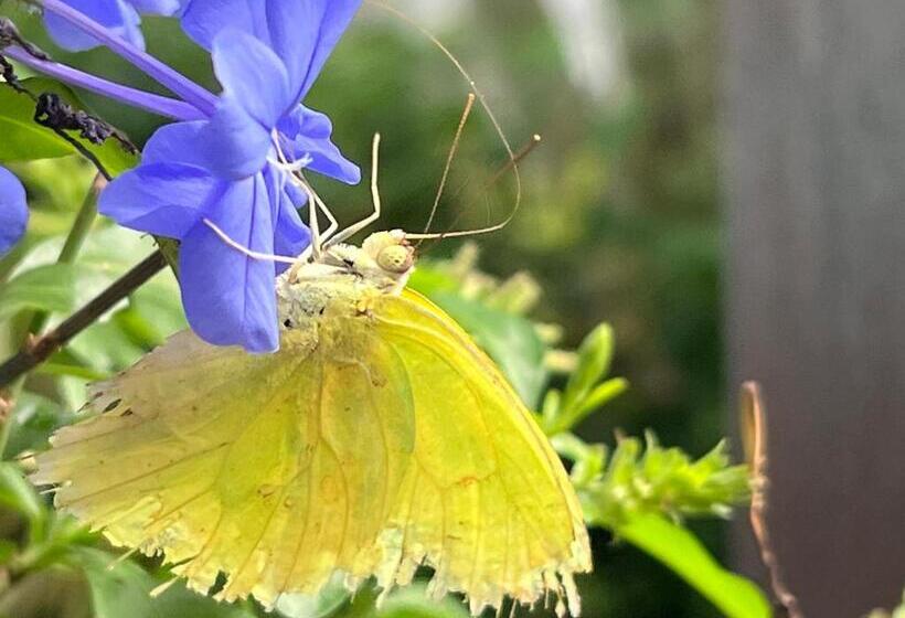 اتاق راحتی سه تخته, Villa Famiri Boutique