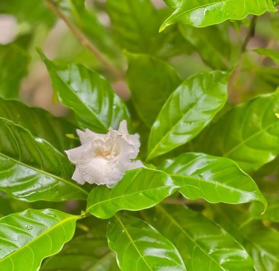 Номер Deluxe Вид на Море Боковой, Jambiani White Sands Bungalows