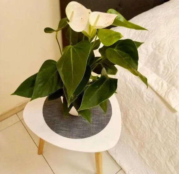 Apartament Rodzinny, Hostel Good Night