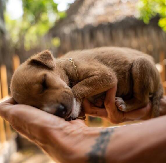 חדר סטנדרט עם מיטת קינג, Margarita Village Kite School Kalpitiya