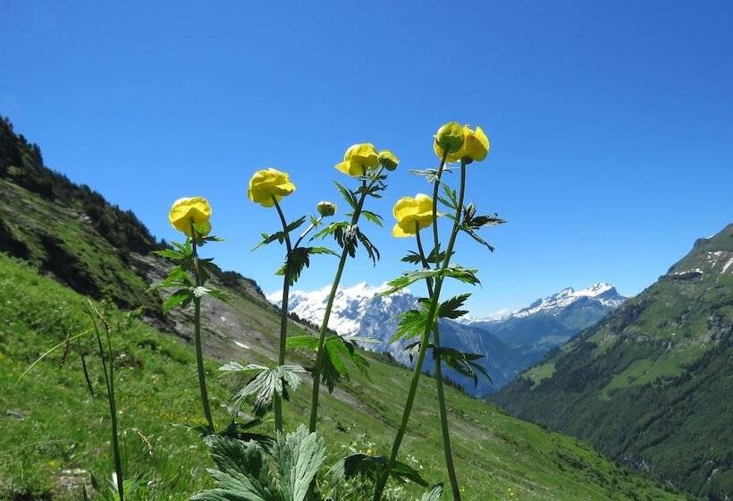 غرفة قياسية فردية, Restaurant Alpina