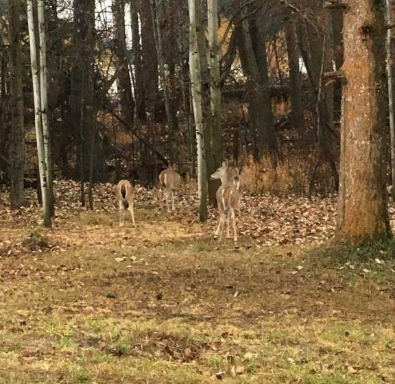 חדר סופריור, Pinewood Inn