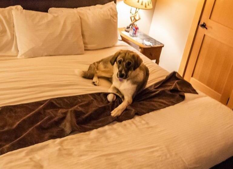 标准间, Twisp River Suites