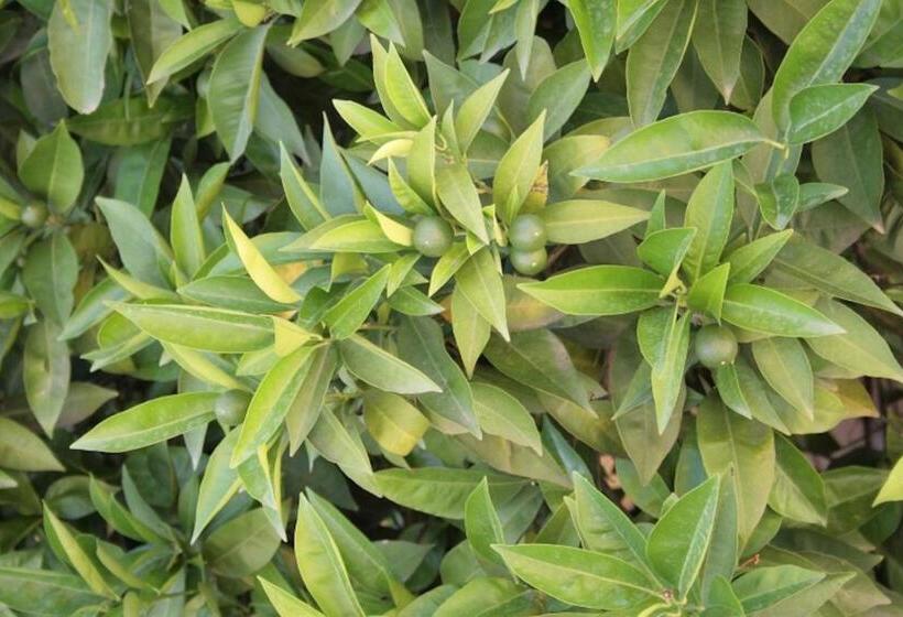 اتاق استاندارد با سرویس بهداشتی مشترک, L Aranceto&stilnovo