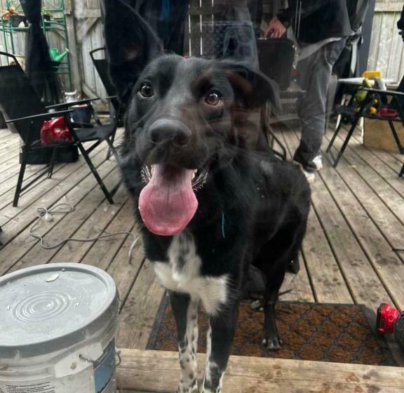 جناح ديلوكس, Adams Inn