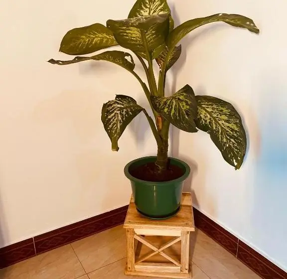 بانگلوی استاندارد, Tukutane Kilimanjaro Homestay
