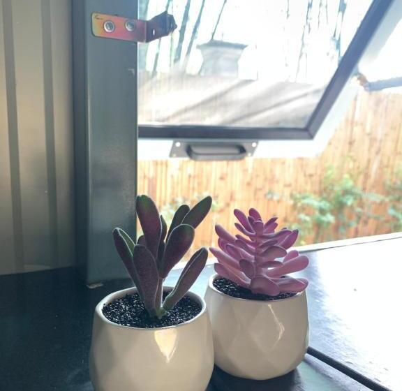 غرفة قياسية, Nunou Cafe