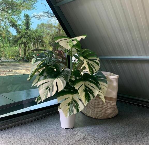 غرفة قياسية, Nunou Cafe