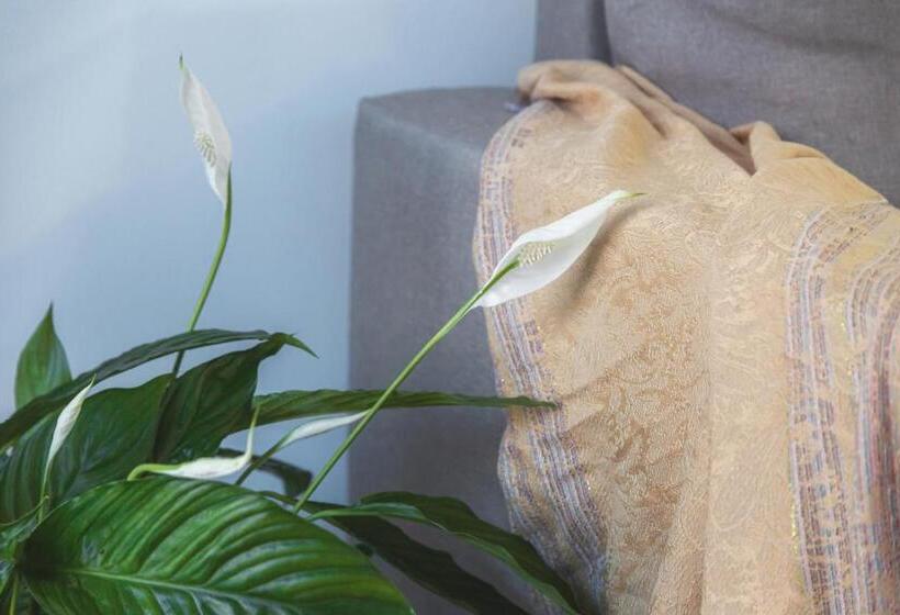 סוויטת ג'וניור, Summer Inn