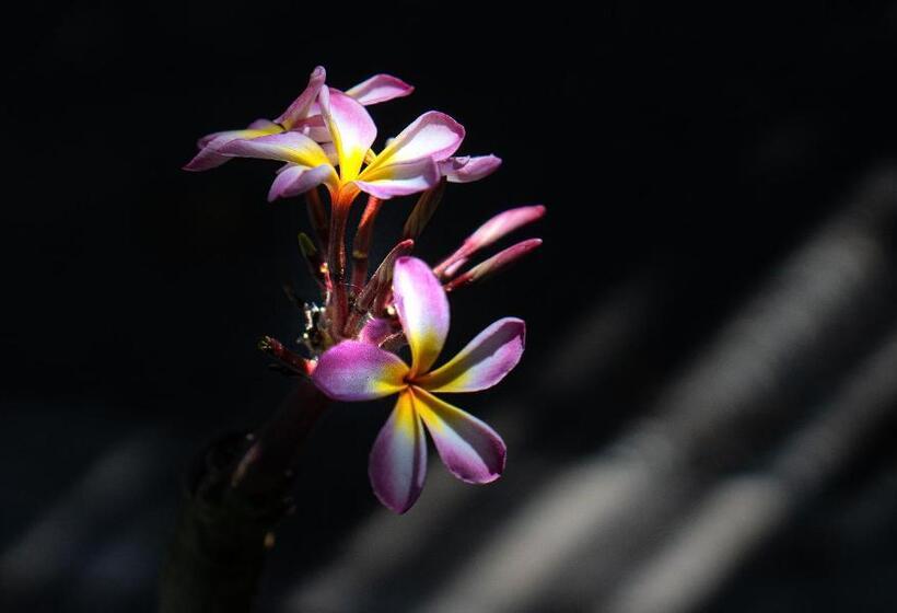 اتاق خانوادگی, Casa Norte Elyu